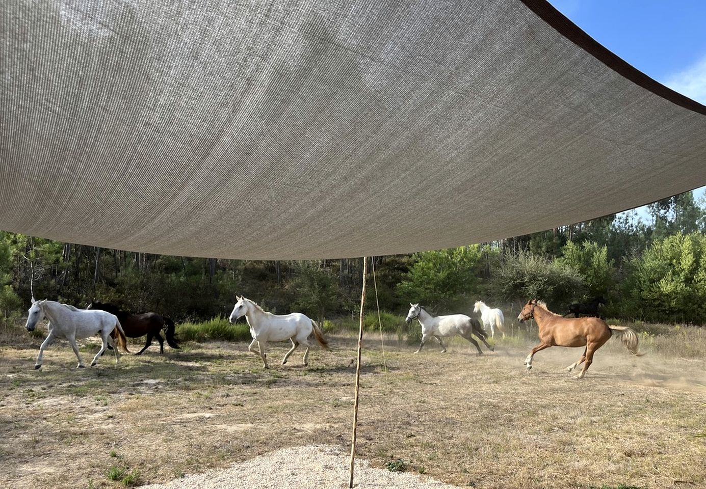 Peaceful Secluded Bell Tent for a Relaxing Romantic Escape near Rogil, Portugal