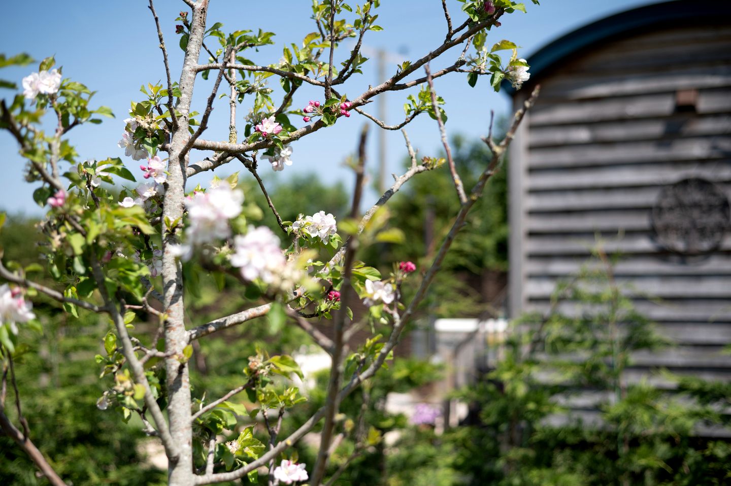 Gorgeous Dog-Friendly Shepherd's Hut with Breathtaking Views of the Somerset Levels near Langport, England