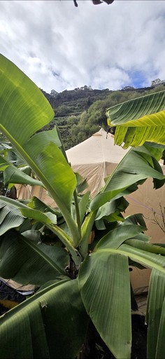 Bell Tents (Portugal, Ponta do Sol, Madeira)