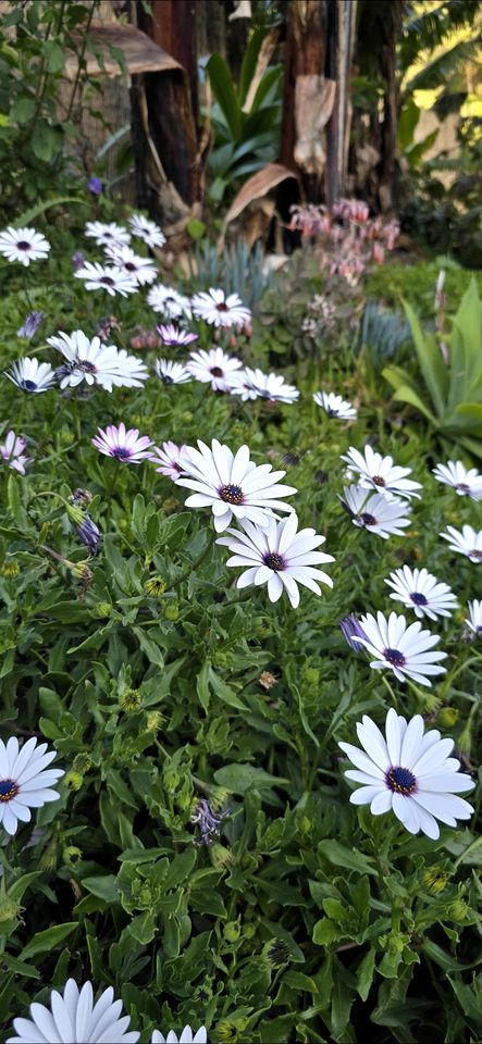 Romantic Bell Tent on a Lush Banana Plantation for an Incredible Glamping Getaway in Madeira, Portugal