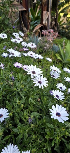 Bell Tents (Portugal, Ponta do Sol, Madeira)