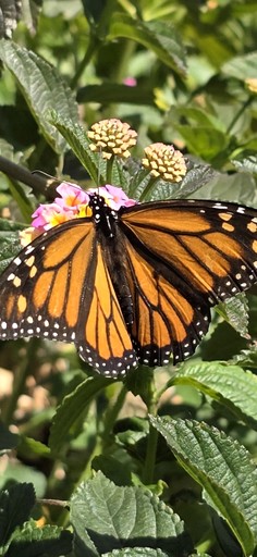 Bell Tents (Portugal, Ponta do Sol, Madeira)