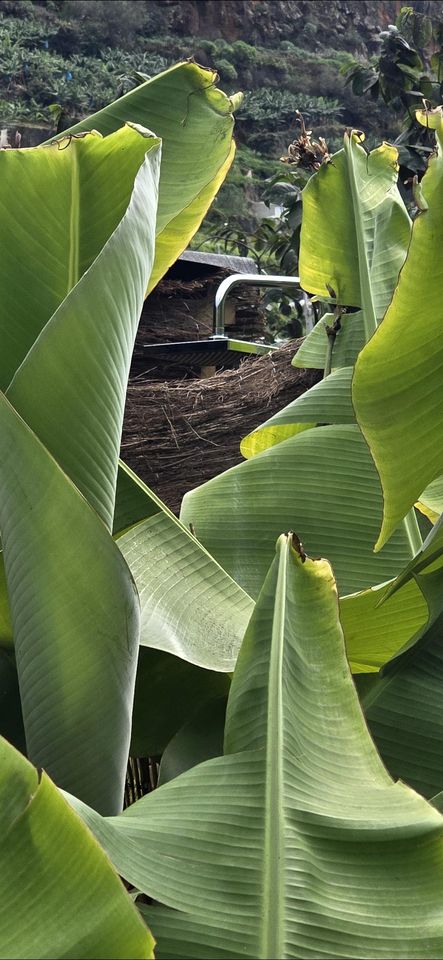 Romantic Bell Tent on a Lush Banana Plantation for an Incredible Glamping Getaway in Madeira, Portugal
