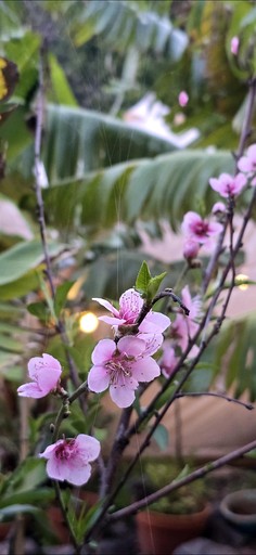 Bell Tents (Portugal, Ponta do Sol, Madeira)