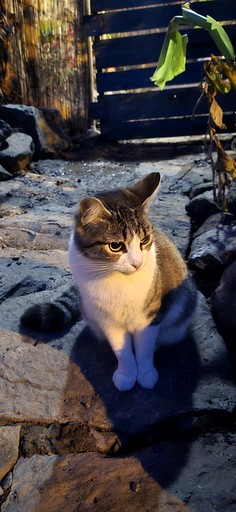 Bell Tents (Portugal, Ponta do Sol, Madeira)