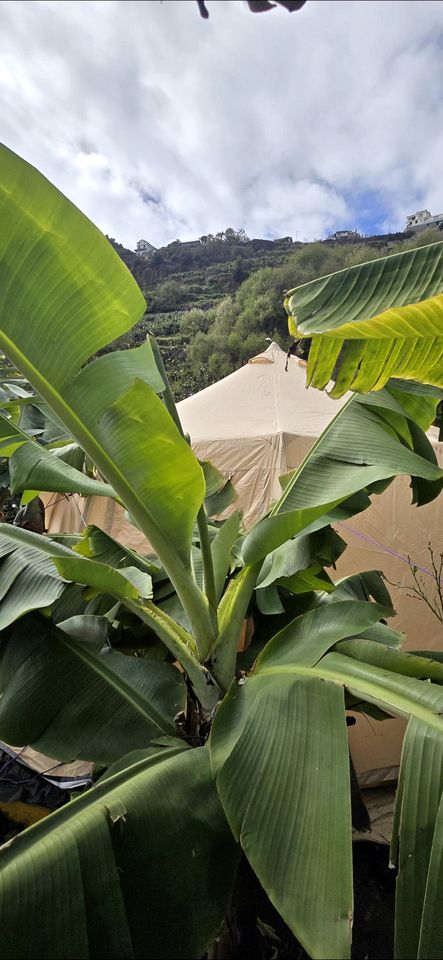 Romantic Bell Tent on a Lush Banana Plantation for an Incredible Glamping Getaway in Madeira, Portugal