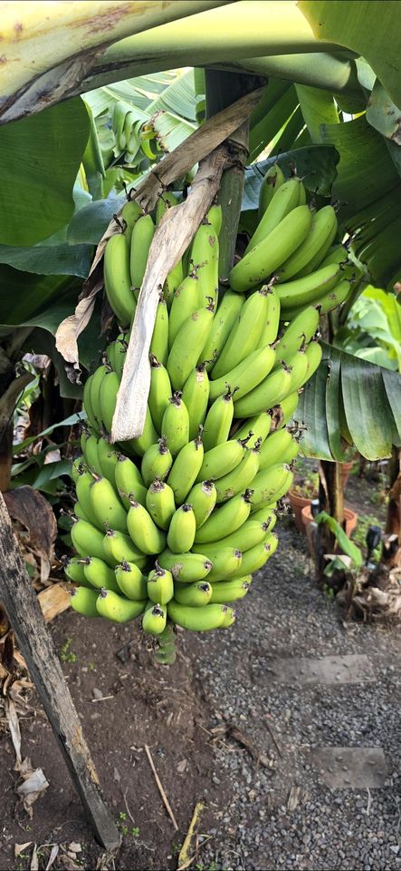 Romantic Bell Tent on a Lush Banana Plantation for an Incredible Glamping Getaway in Madeira, Portugal