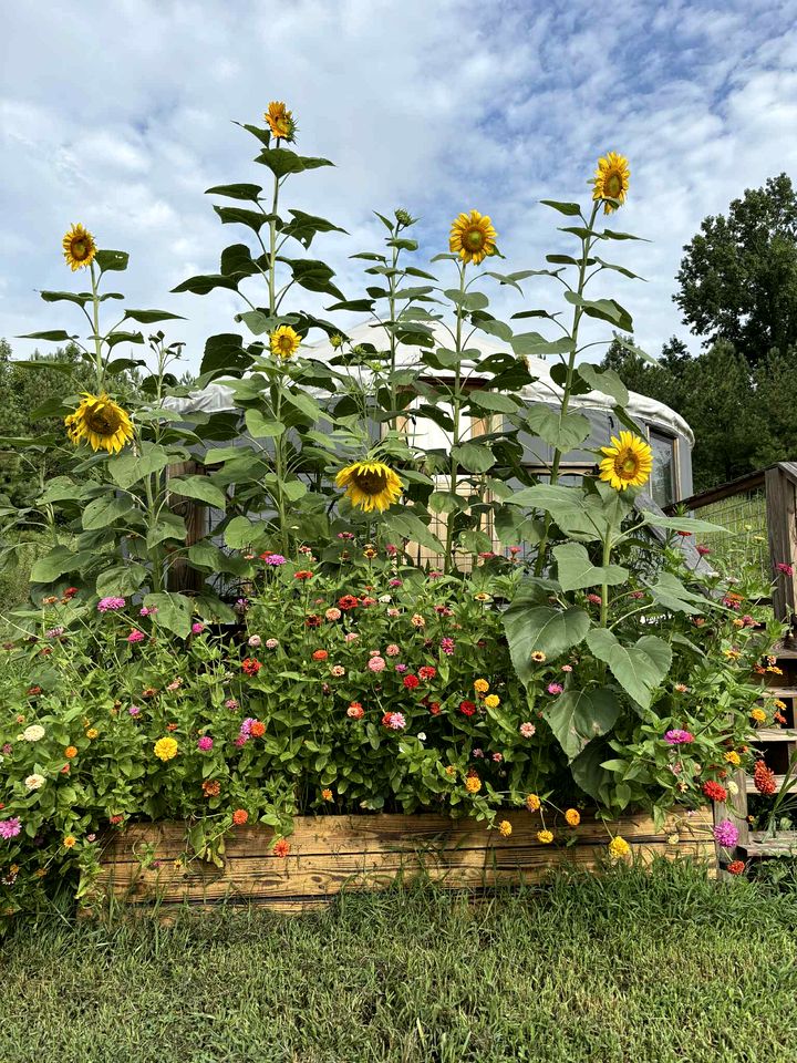 Elegant Yurt with Mountain Views & Private Pond | Unique Stay near Cherokee Mountains, Old Fort, Tennessee