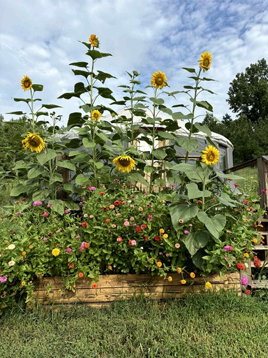 Yurts (United States of America, Old Fort, Tennessee)