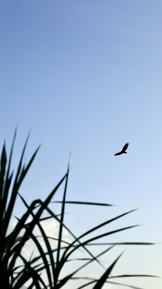 Gorgeous Bell Tent for a Unique Romantic Getaway Surrounded by Nature near Santa Marta, Colombia