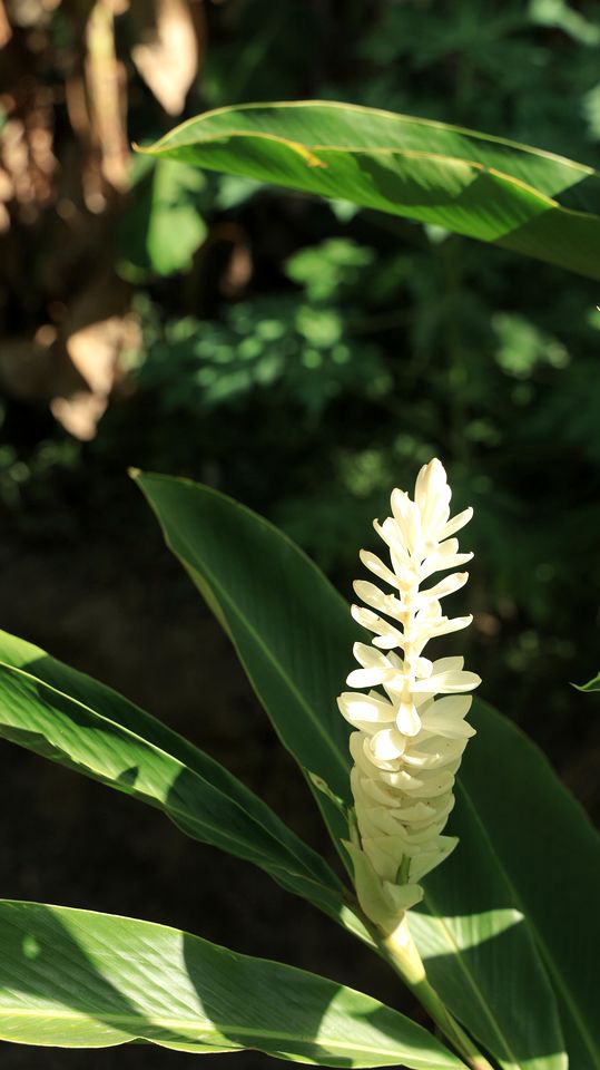 Gorgeous Bell Tent for a Unique Romantic Getaway Surrounded by Nature near Santa Marta, Colombia