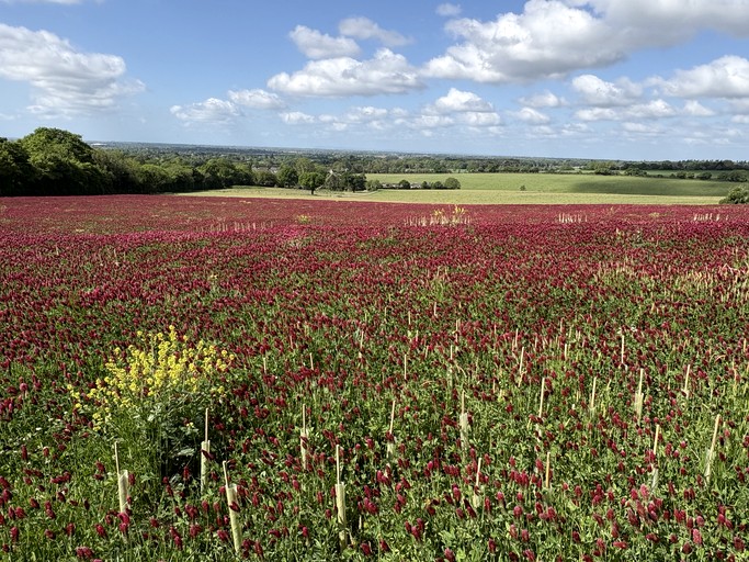 Huts (United Kingdom, Chichester, England)