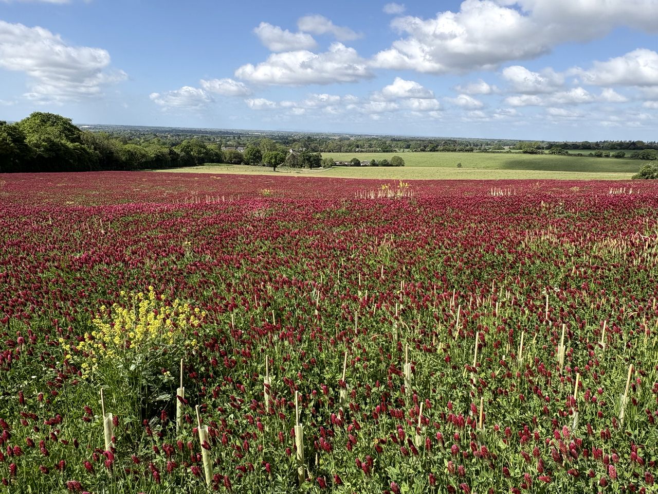 Cozy Shepherd's Hut in the South Downs National Park for a Memorable Glamping Experience near Chichester, England