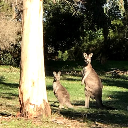 Bell Tents (Australia, Wonthaggi, Victoria)