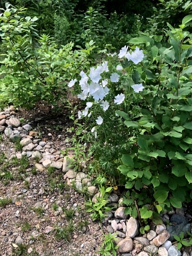 Vacation Rentals (United States of America, Jacksonville, Vermont)