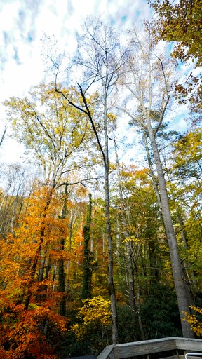 Cabins (United States of America, Weaverville, North Carolina)