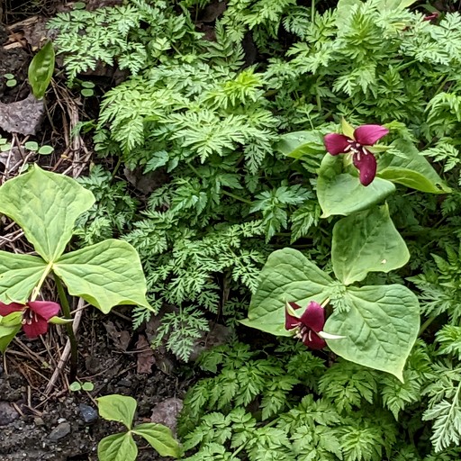Cabins (United States of America, South Royalton, Vermont)