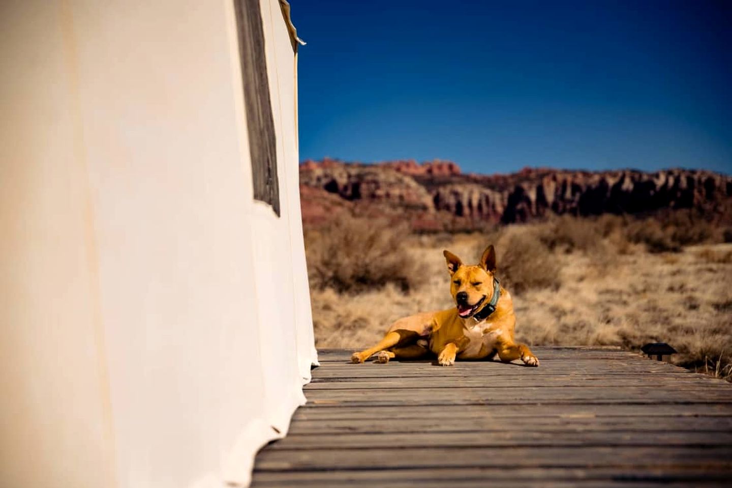 Dreamy Safari Tent for a Peaceful Escape in the Desert in Cane Beds, Arizona
