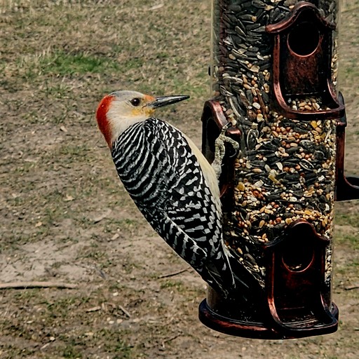 Domes (Canada, --, Ontario)