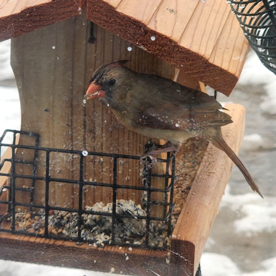 Incredible Glass Dome for a Unique Romantic Getaway in Nature in Zephyr, Ontario