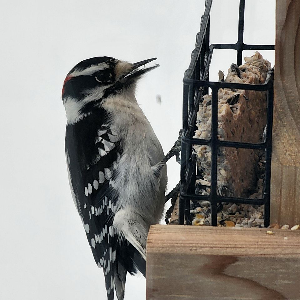 Incredible Glass Dome for a Unique Romantic Getaway in Nature in Zephyr, Ontario