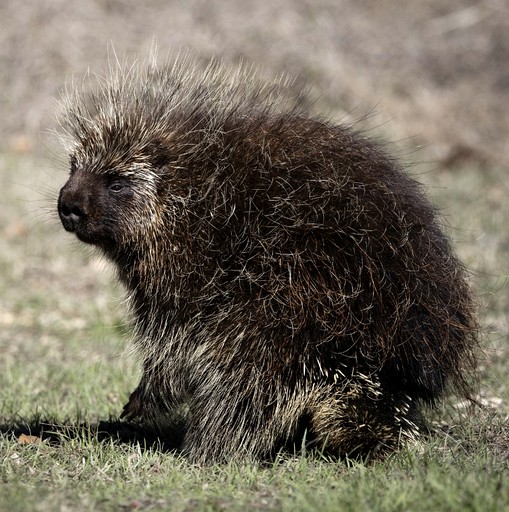 Domes (Canada, --, Ontario)