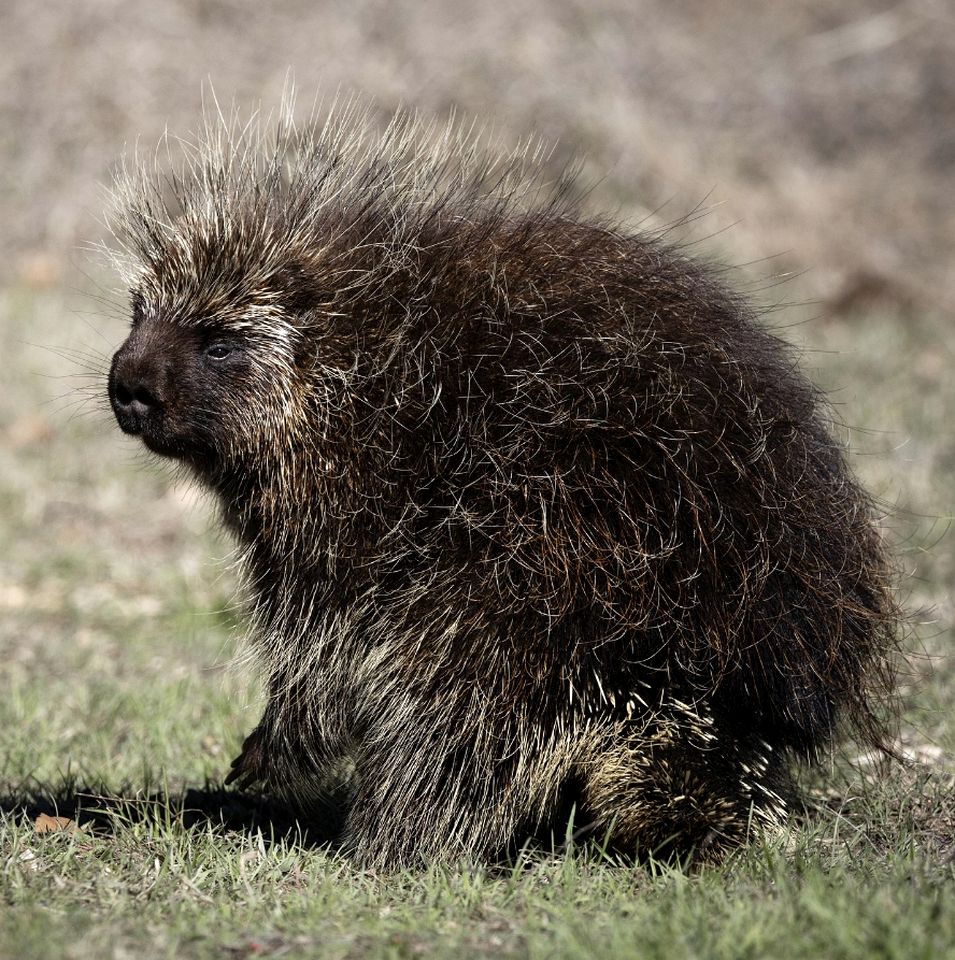 Incredible Glass Dome for a Unique Romantic Getaway in Nature in Zephyr, Ontario