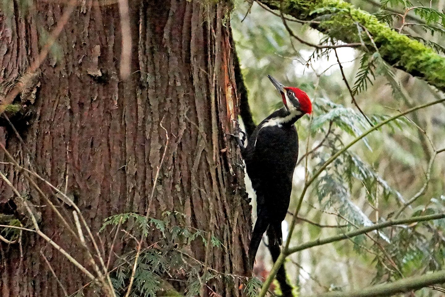 Incredible Glass Dome for a Unique Romantic Getaway in Nature in Zephyr, Ontario
