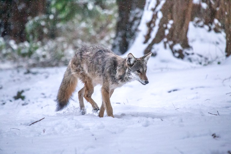 Domes (Canada, Zephyr, Ontario)