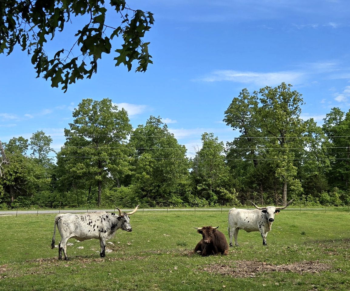 Incredible Converted Bus on a Private Horse Ranch for a Unique Couples Escape in Gainesville, Missouri