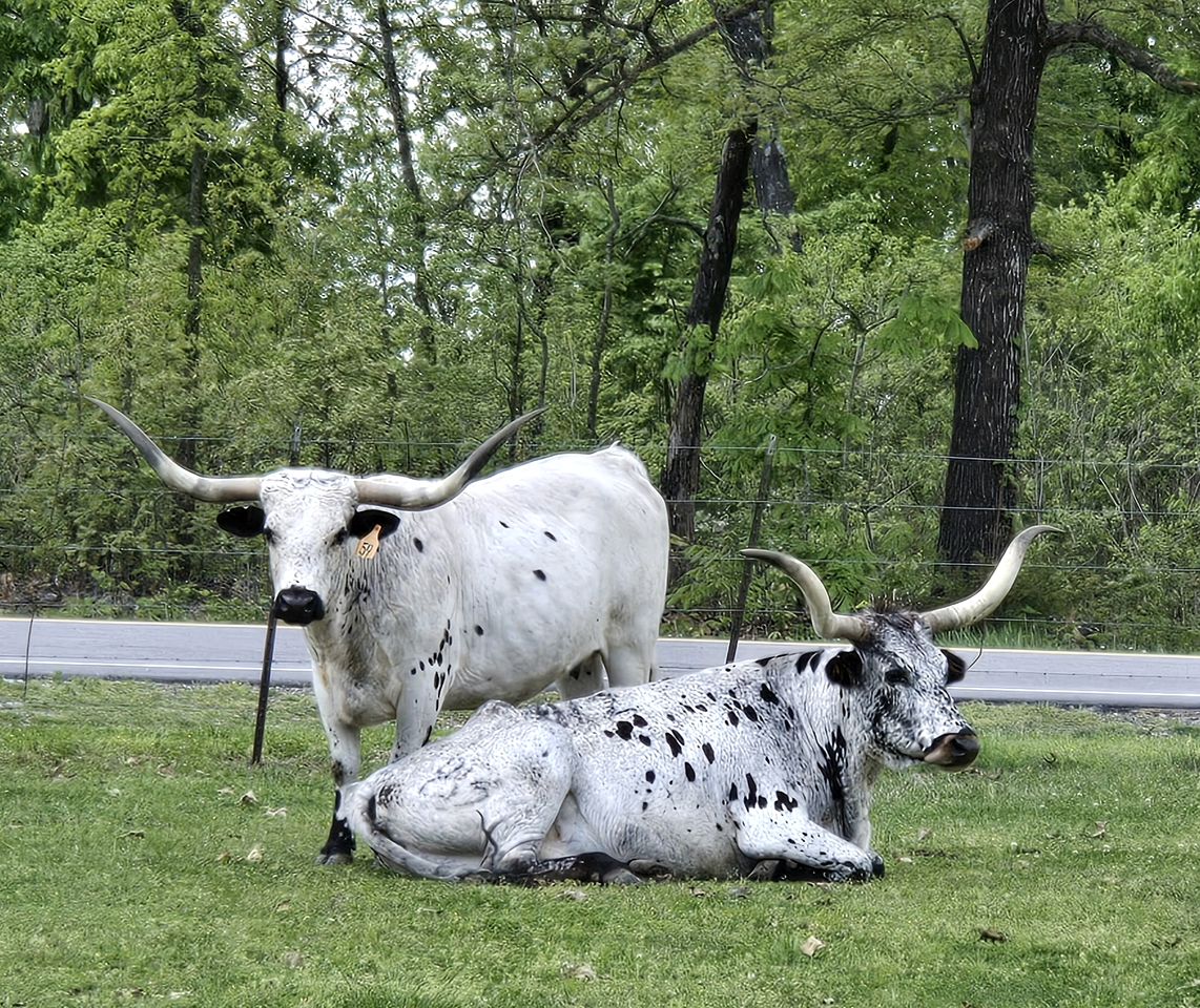 Incredible Converted Bus on a Private Horse Ranch for a Unique Couples Escape in Gainesville, Missouri