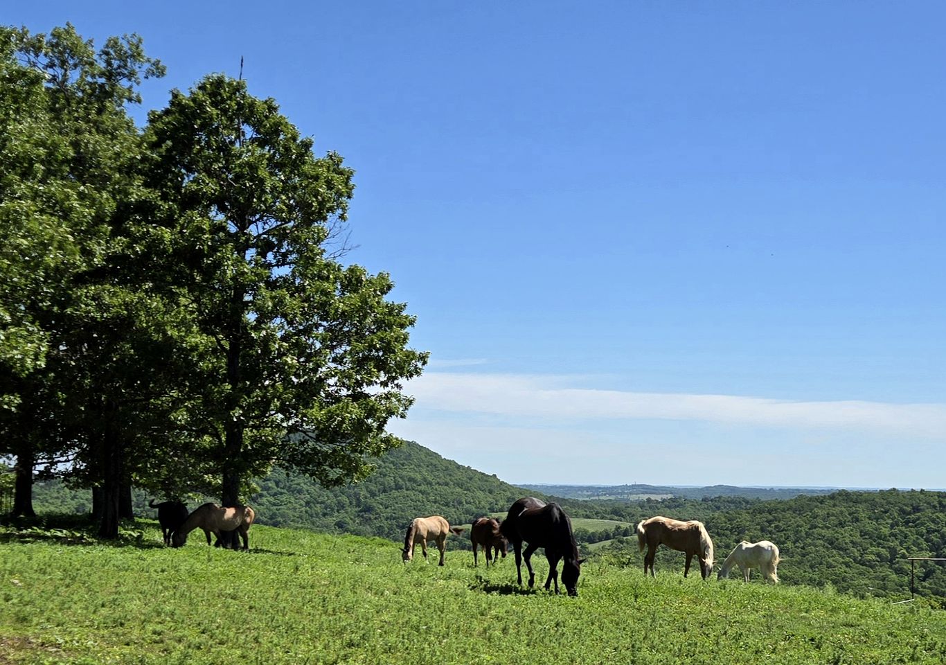 Incredible Converted Bus on a Private Horse Ranch for a Unique Couples Escape in Gainesville, Missouri