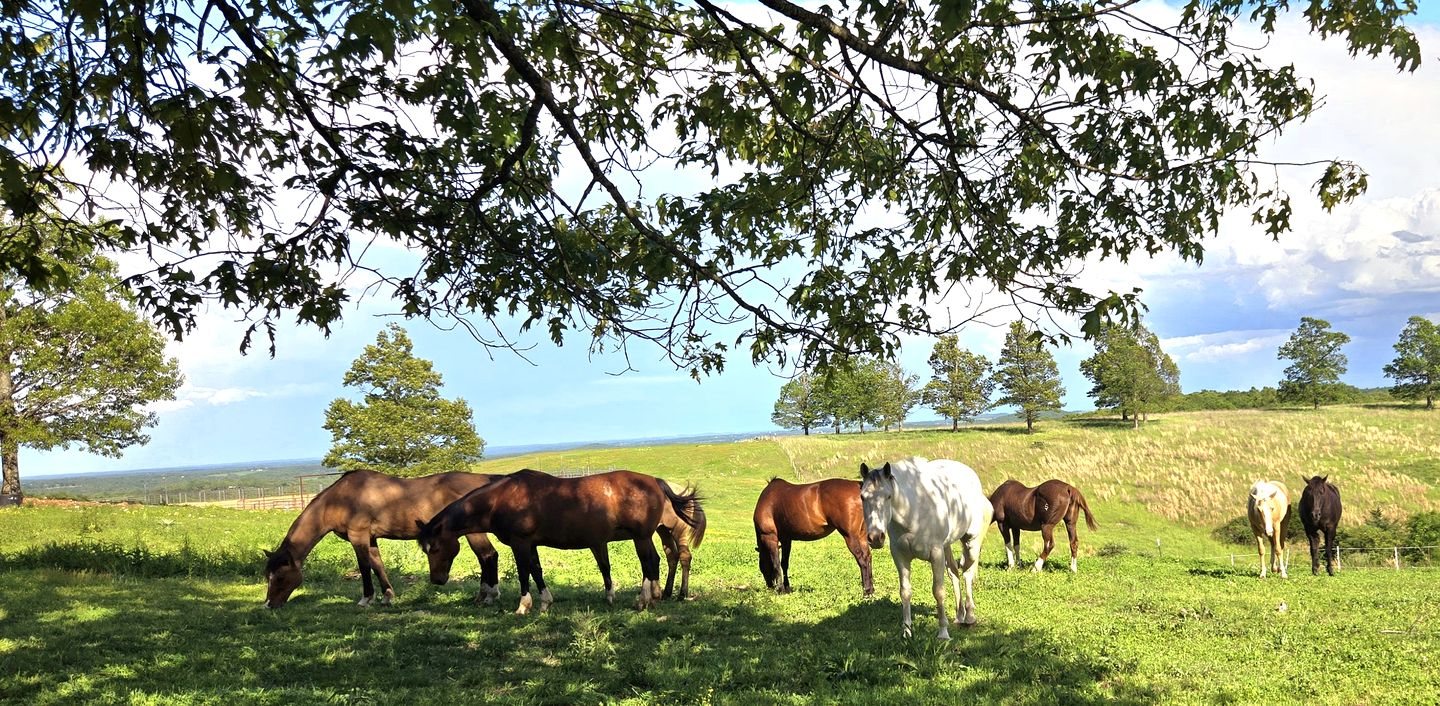 Gorgeous Container for a Romantic Getaway on a Ranch with Incredible Views in Gainesville, Missouri