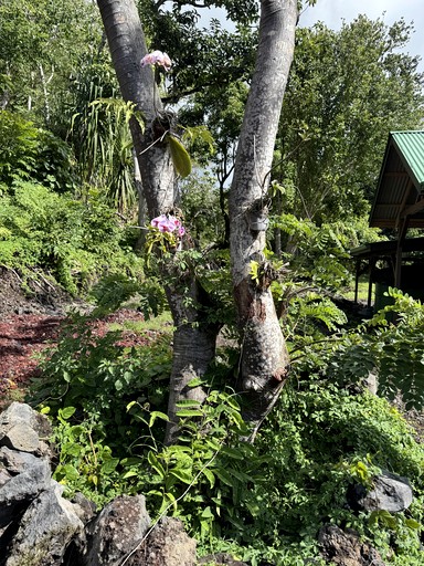 Bell Tents (United States of America, --, Hawaii)