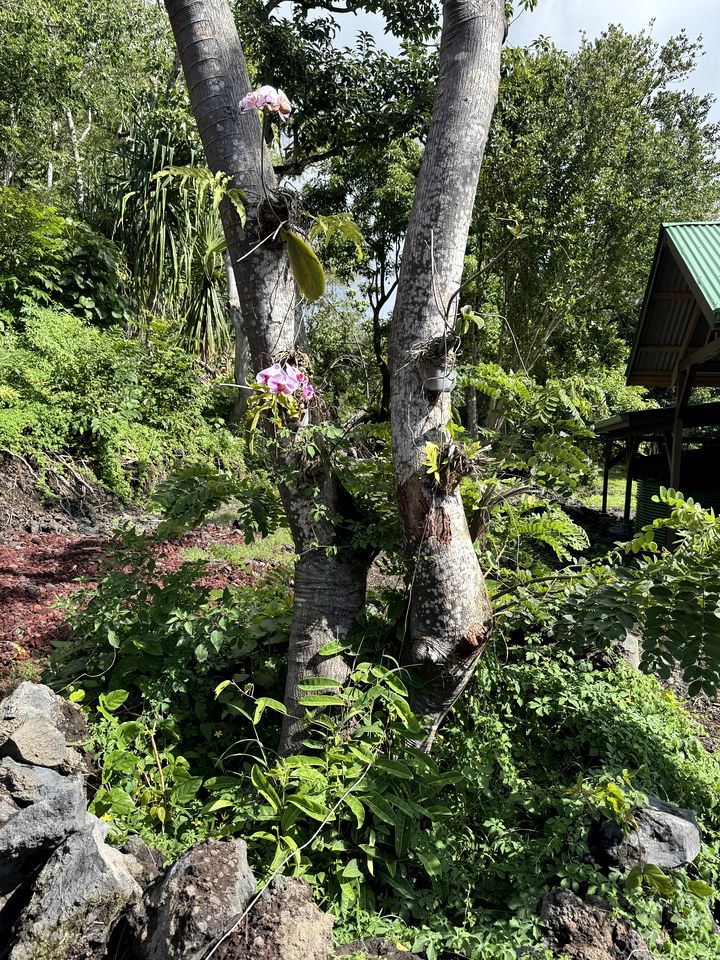 Scenic Oceanfront Glamping with Fire Pit and Tropical Surroundings near Kalapana, Hawaii