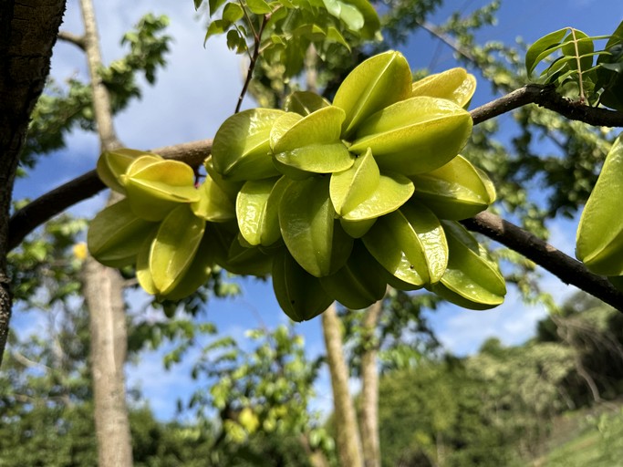 Bell Tents (United States of America, --, Hawaii)