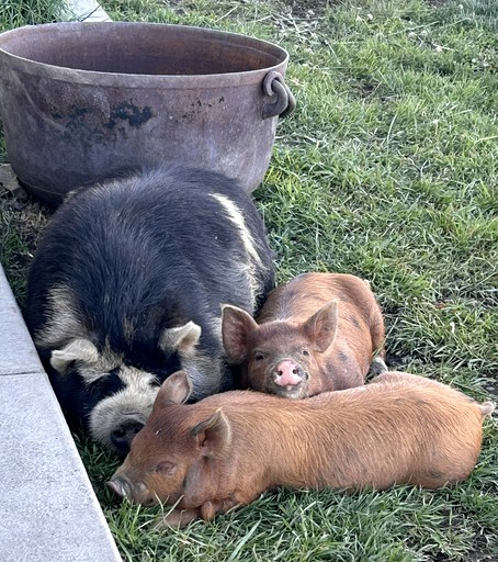 Barns (United States of America, --, Montana)