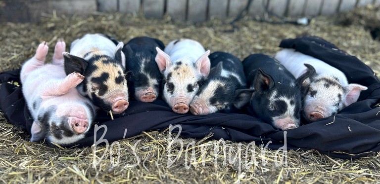 Barns (United States of America, --, Montana)