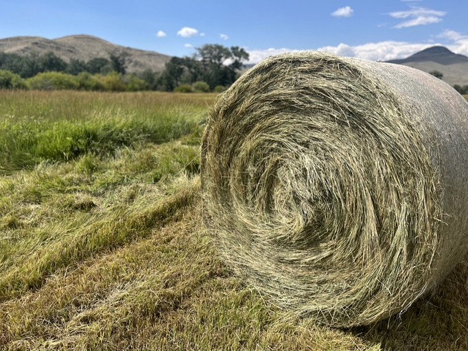 Barns (United States of America, --, Montana)