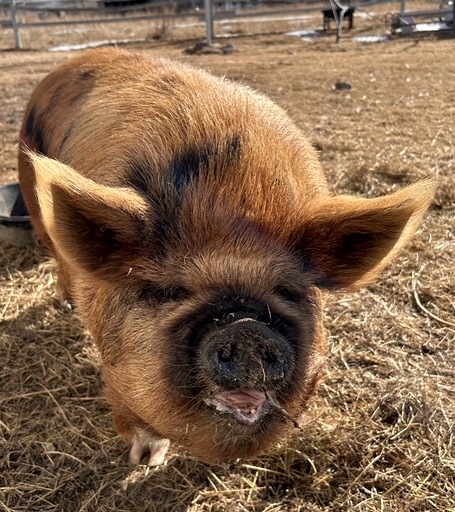 Barns (United States of America, --, Montana)
