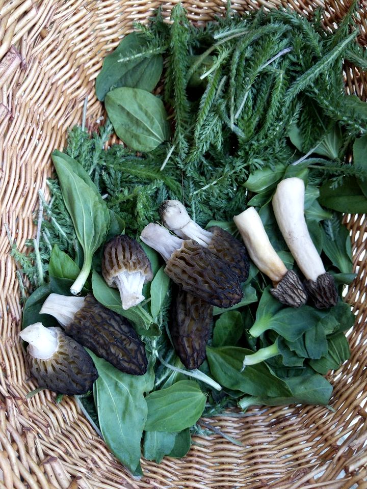 Beautiful Pet-Friendly Bell Tent for a Peaceful Off-Grid Getaway in Westlock County, Alberta