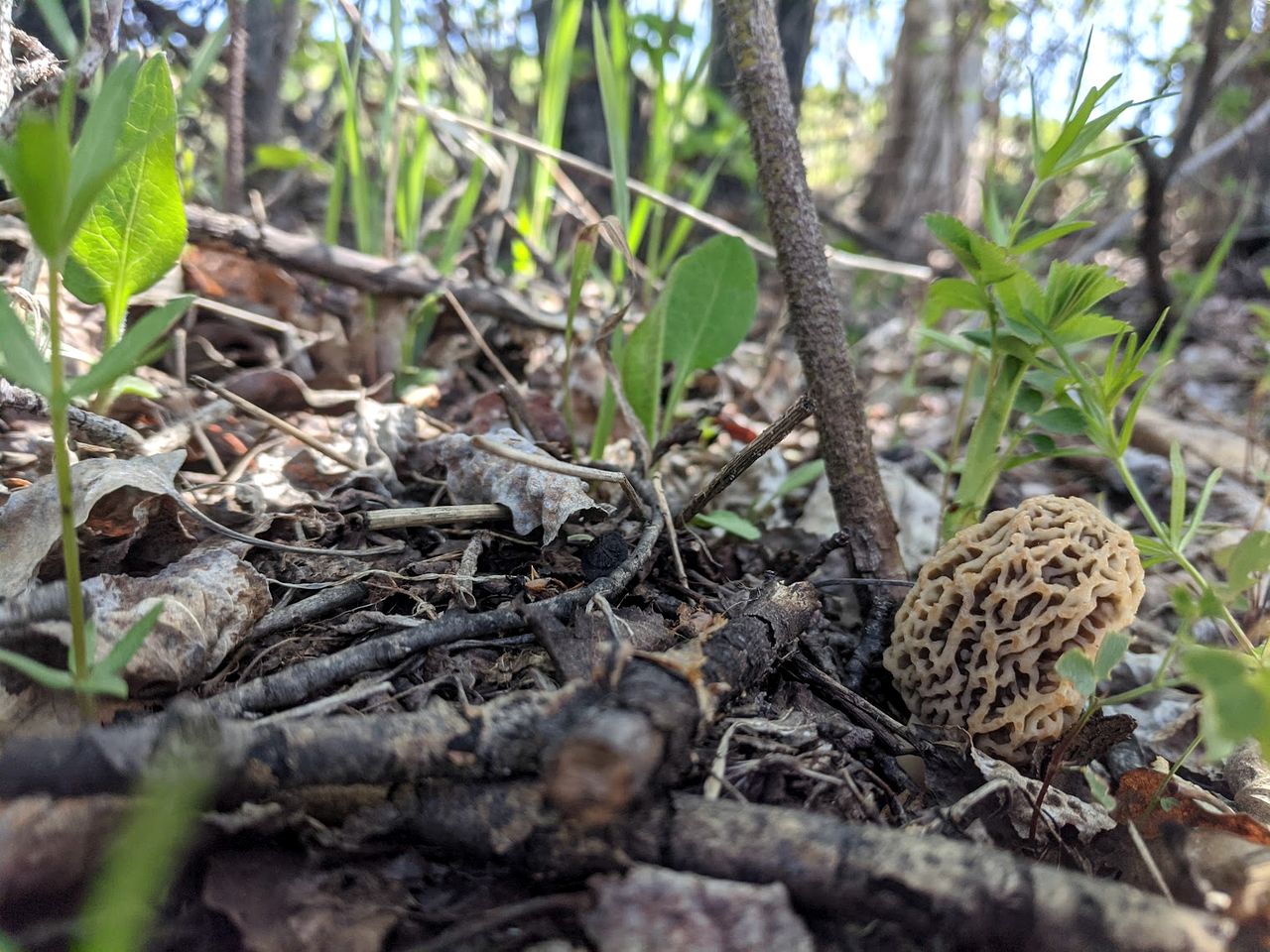 Beautiful Pet-Friendly Bell Tent for a Peaceful Off-Grid Getaway in Westlock County, Alberta