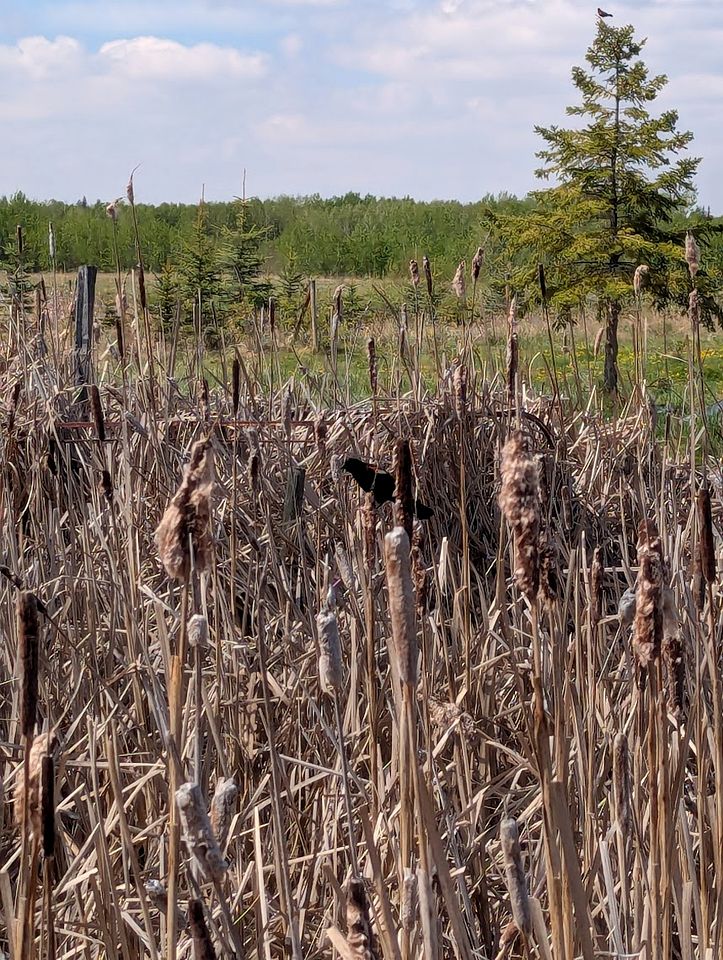 Beautiful Pet-Friendly Bell Tent for a Peaceful Off-Grid Getaway in Westlock County, Alberta