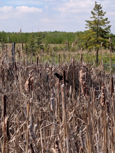 Bell Tents (Canada, --, Alberta)