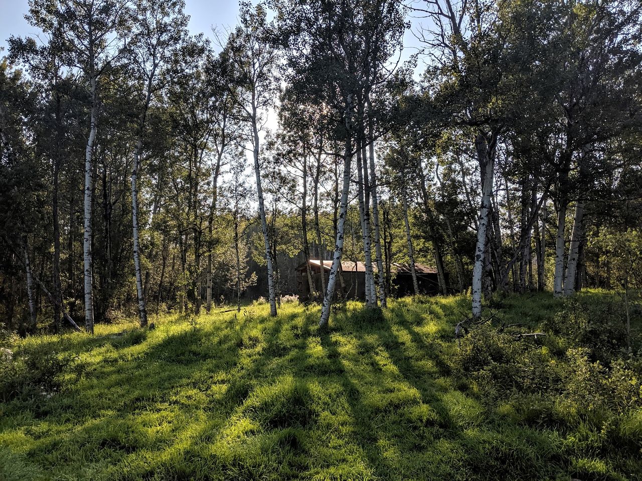Beautiful Pet-Friendly Bell Tent for a Peaceful Off-Grid Getaway in Westlock County, Alberta