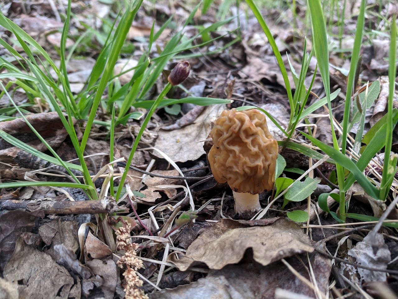 Beautiful Pet-Friendly Bell Tent for a Peaceful Off-Grid Getaway in Westlock County, Alberta