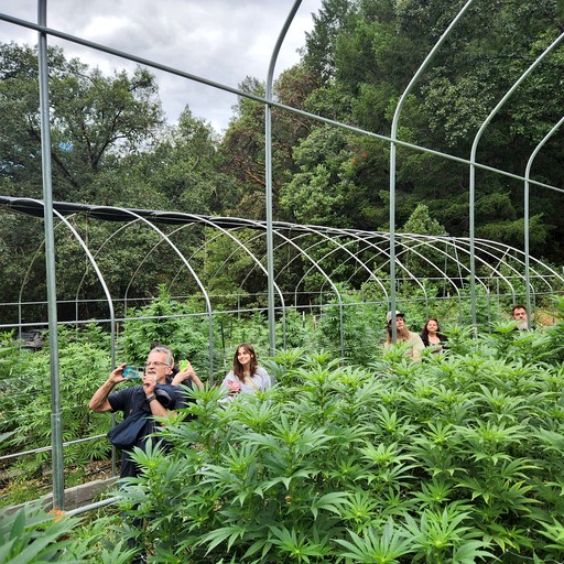 Bell Tents (United States of America, Willow Creek, California)