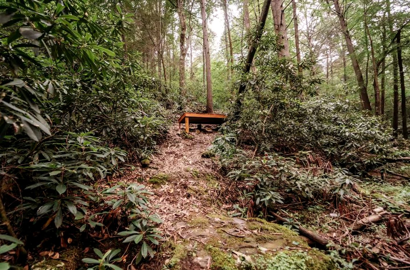Cozy Modern A-Frame with Private Access Trail to Black Creek in Robbins, Tennessee