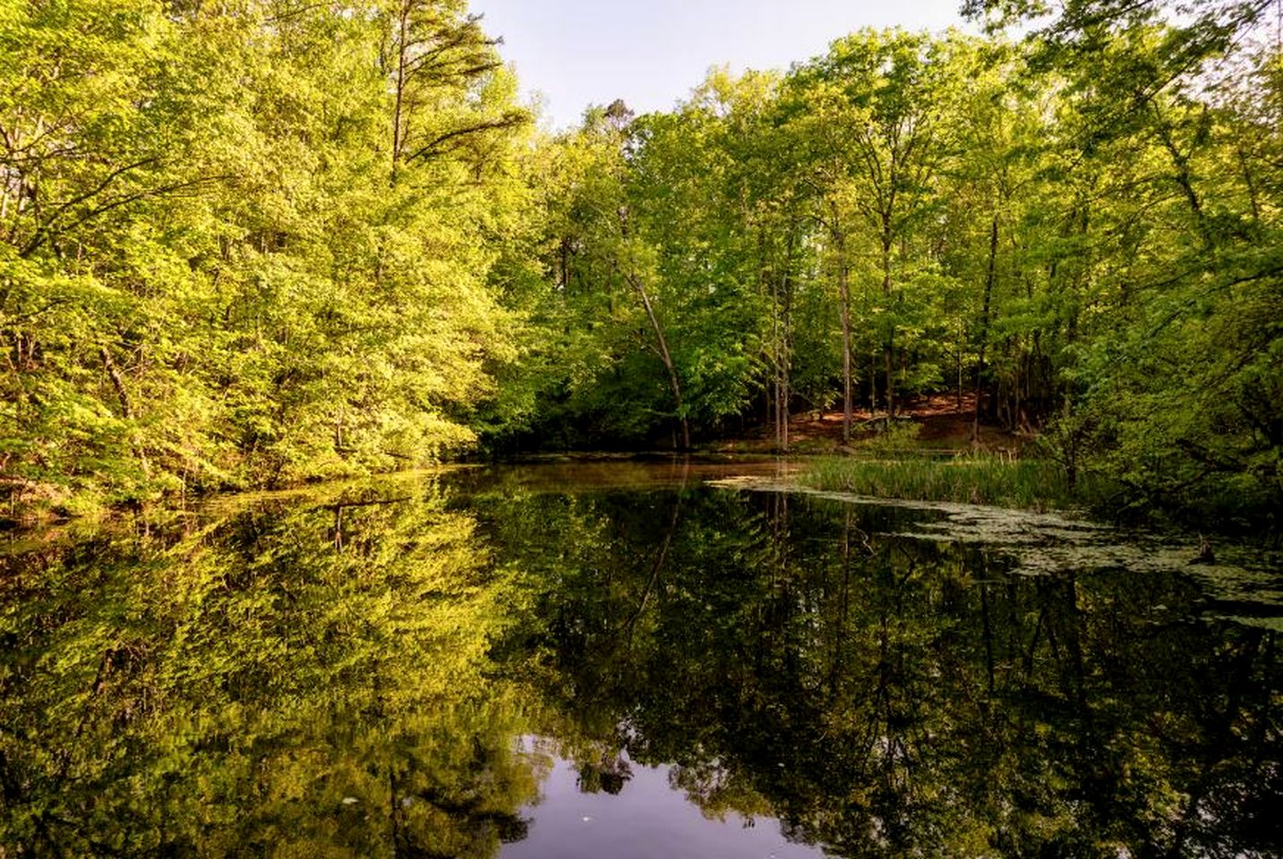 Cozy Dome Nestled in the Trees for an Unforgettable Couples Glamping Getaway in Scott County, Tennessee
