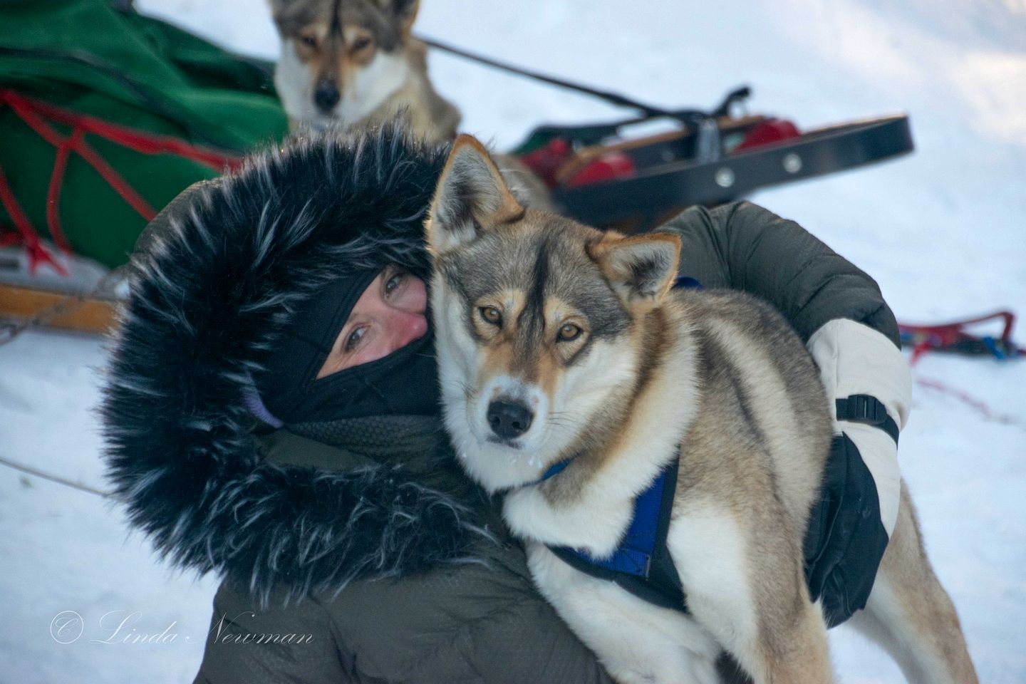 Cozy Tiny Cabin - Off-Grid Experience with Sled Dogs Year 'round in Minnesota